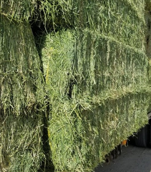 PREMIUM Western Alfalfa Hay
