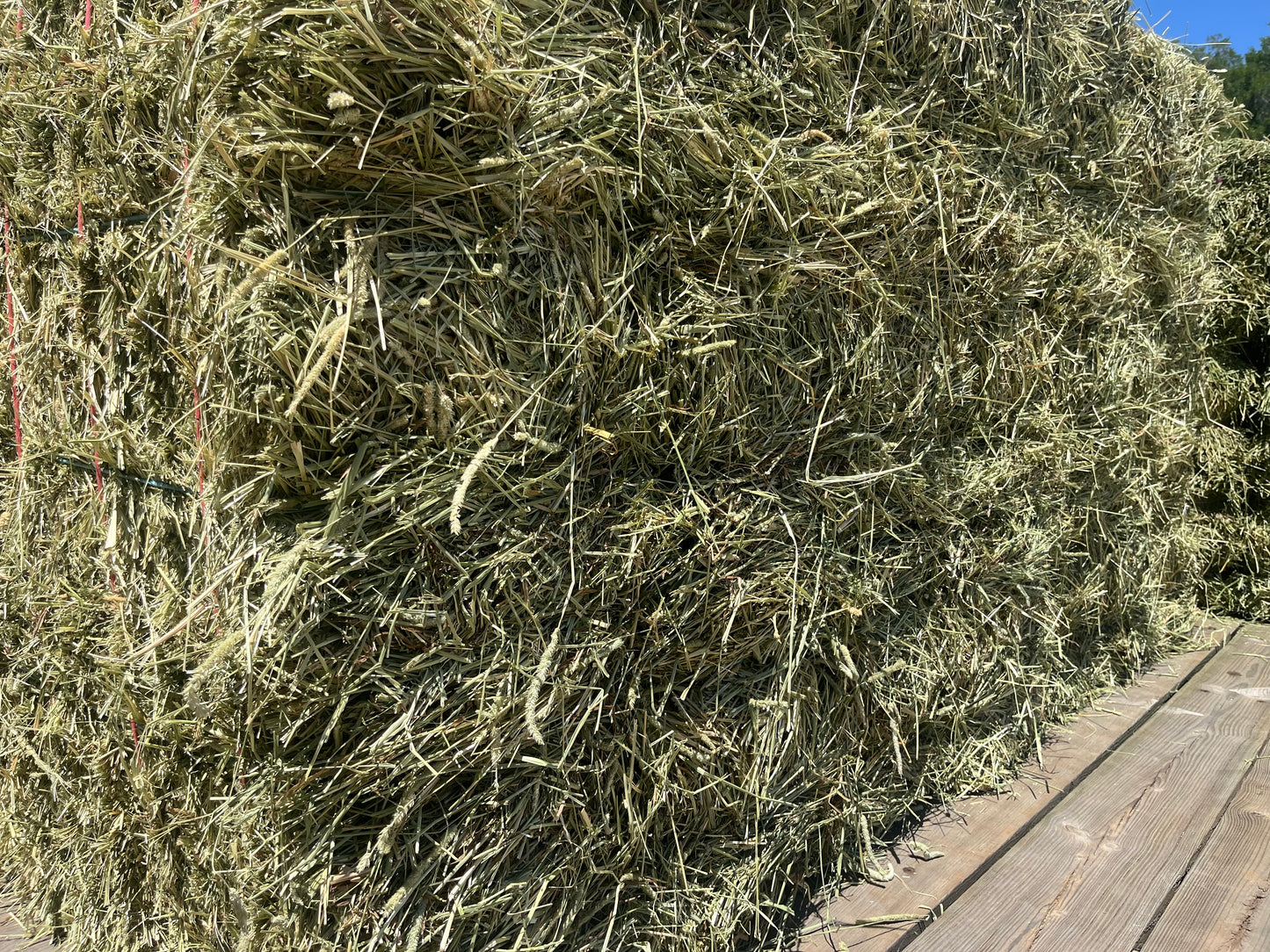 PREMIUM Western Timothy Hay 2-tie Bundle
