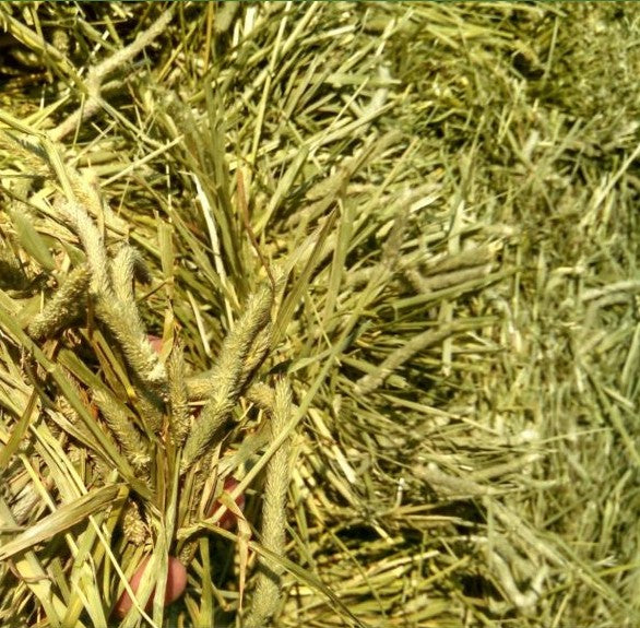 PREMIUM Western Timothy Hay Bundle